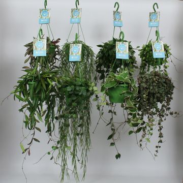 Hanging plants MIX