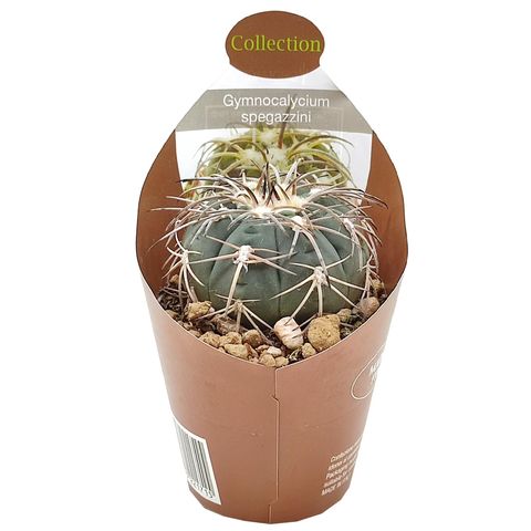 Gymnocalycium spegazzinii