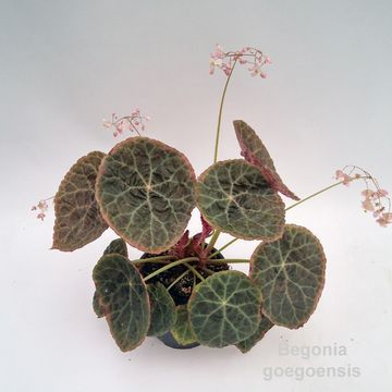 Begonia goegoensis