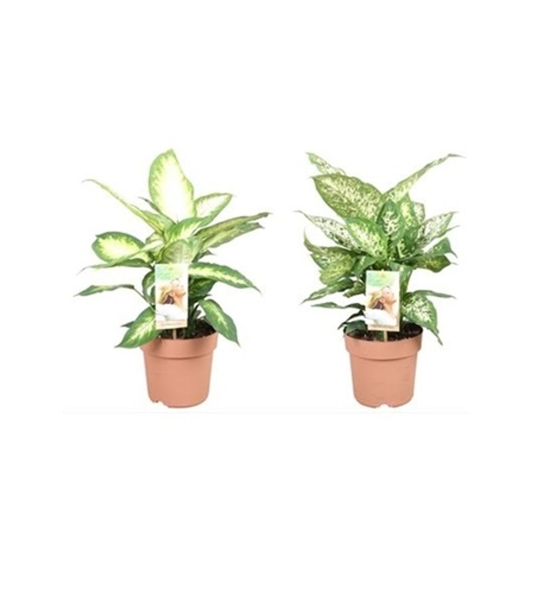 Dieffenbachia MIX — Plant Wholesale FlorAccess