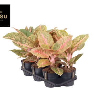 Aglaonema 'Vermillion Red'