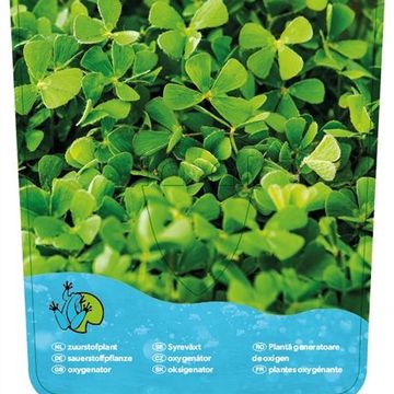 Marsilea quadrifolia