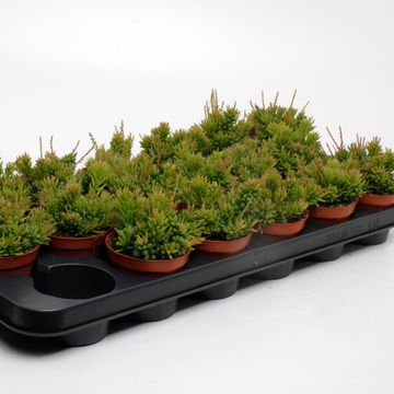 Rhipsalis mesembryanthemoides