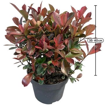 Photinia x fraseri PINK MARBLE