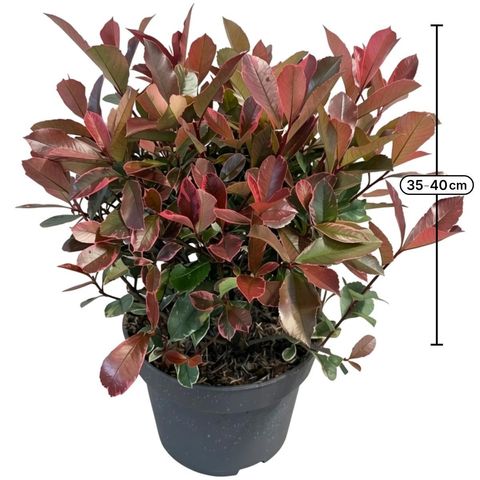 Photinia x fraseri PINK MARBLE