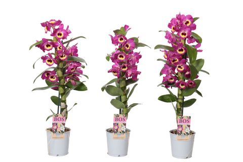 Dendrobium nobile CLASSIC RED EMPIRE