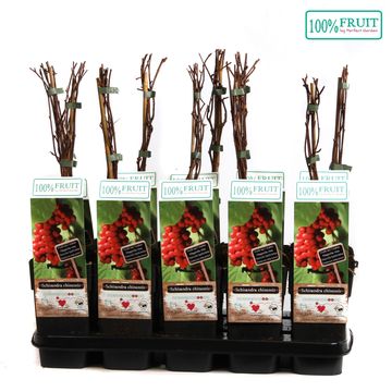 Schisandra chinensis