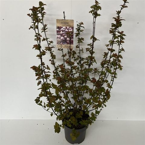 Physocarpus opulifolius ЛЕДИ ИН РЕД