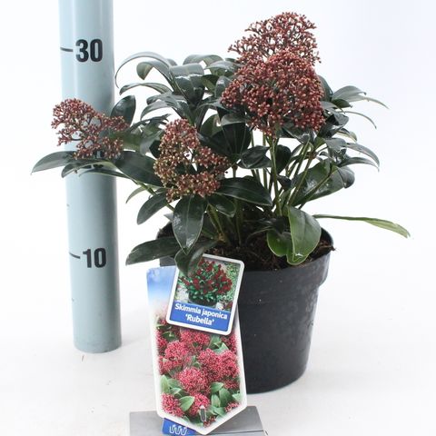 Skimmia japonica 'Rubella'