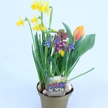 Bulbous plants MIX IN POT