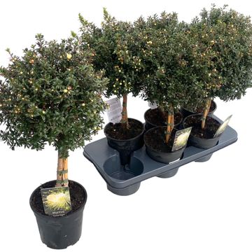 Myrtus communis