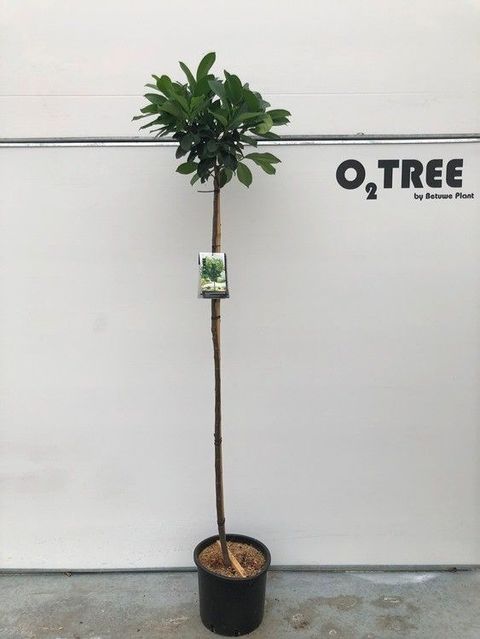 Prunus laurocerasus ETNA