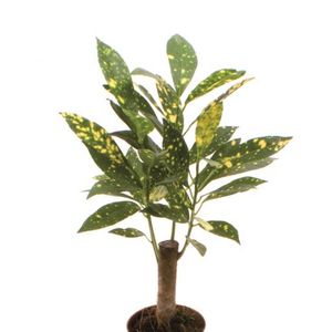 Codiaeum variegatum 'Aucubaefolia'