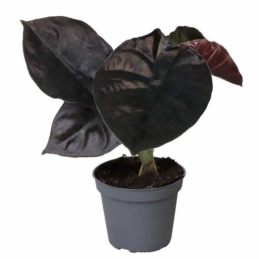 Alocasia infernalis BLACK MAGIC