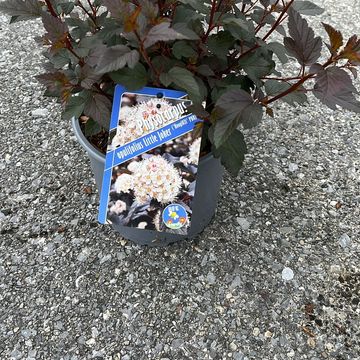 Physocarpus opulifolius LITTLE JOKER