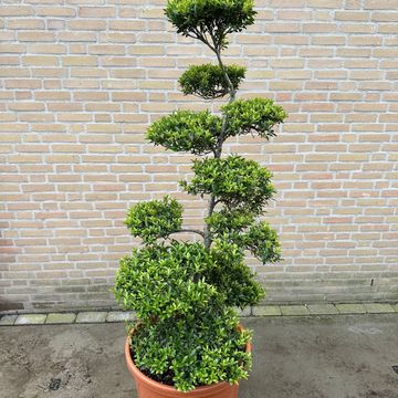 Ilex crenata 'Blondie'