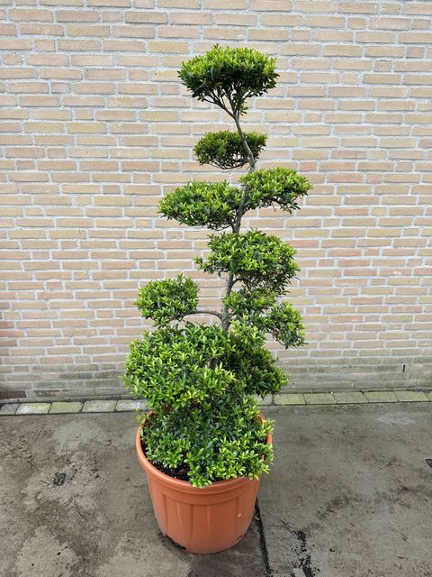 Ilex crenata 'Blondie'