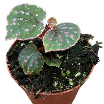 Begonia sp. Muara Wahau