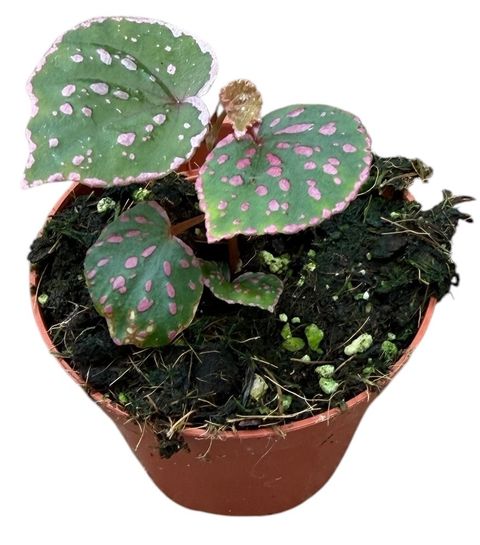 Begonia sp. Muara Wahau