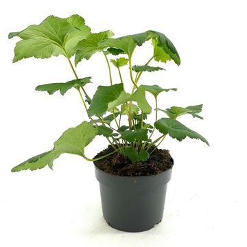 Anemone hupehensis 'September Charm'