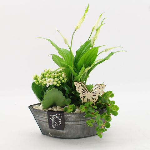 Arrangemang Krukväxter