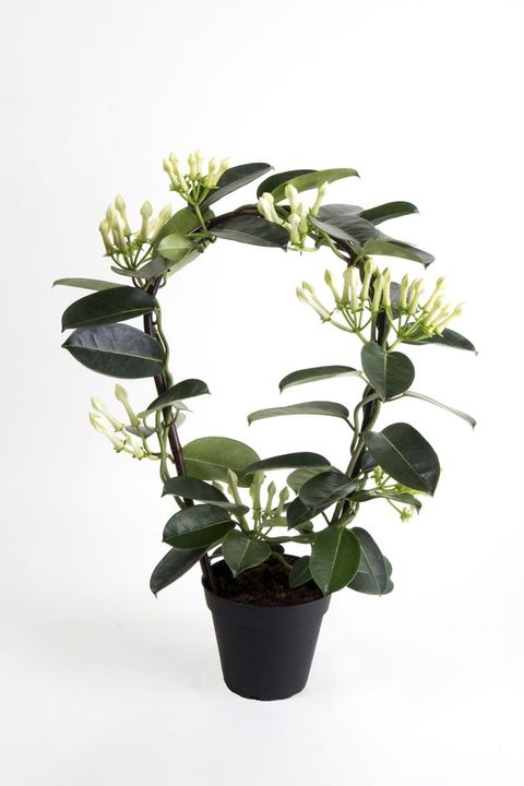 Stephanotis floribunda