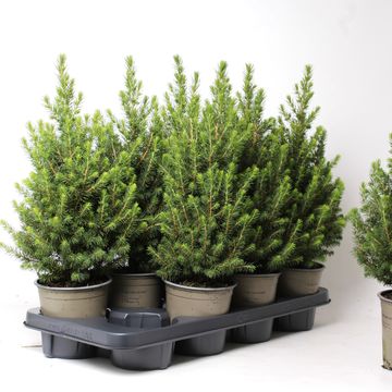 Picea glauca PERFECTA