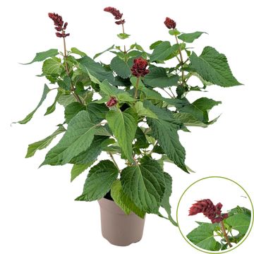 Salvia SALGOON LAKE FLAMINGO