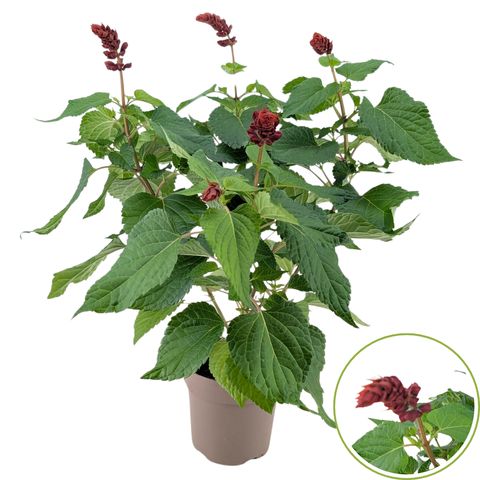 Salvia SALGOON LAKE FLAMINGO