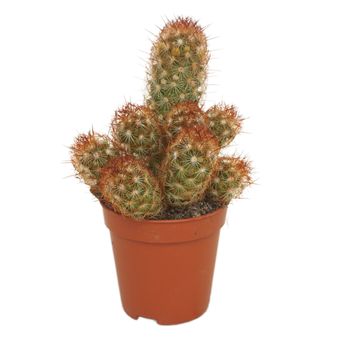 Mammillaria elongata rubra