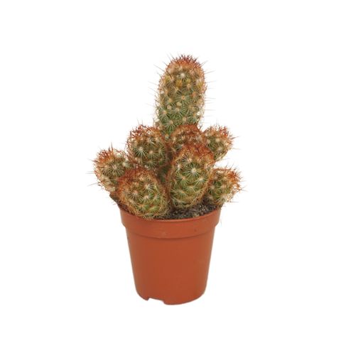 Mammillaria elongata rubra