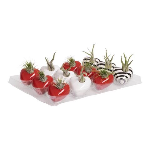 Arrangemang Tillandsia