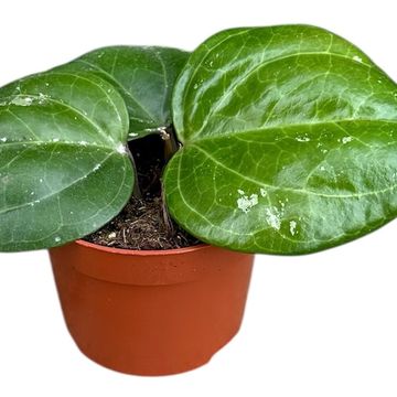 Hoya 'Sarawak Cream'