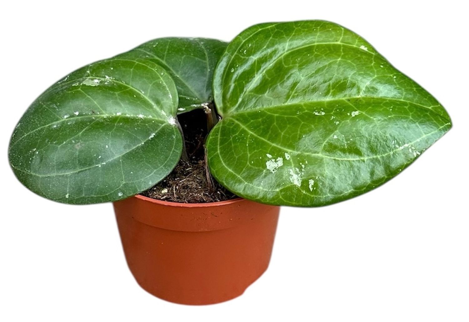 専用ですm(__)m ３点　　HOYA Hoya 'Sarawak Cream' — Mayorista de plantas FlorAccess