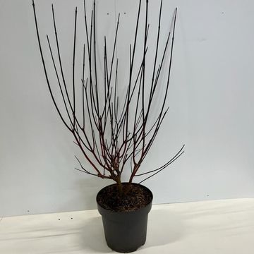 Cornus alba 'Kesselringii'