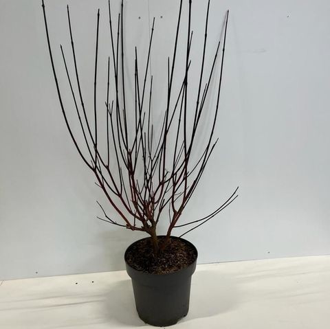 Cornus alba 'Kesselringii'