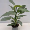 Filodendro erubescens
