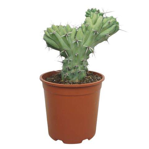 Myrtillocactus geometrizans cristata