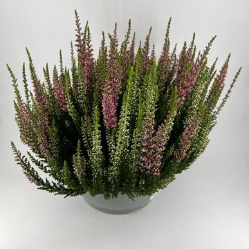 Calluna vulgaris BEAUTY LADIES MIX IN POT