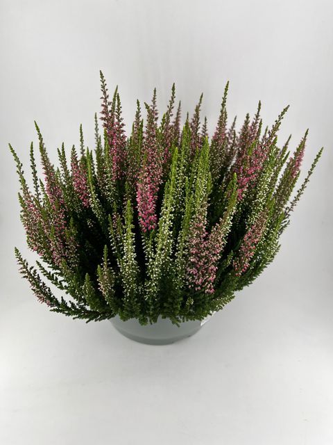 Calluna vulgaris BEAUTY LADIES MIX IN POT