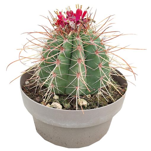 Melocactus diamantinus