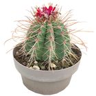 Melocactus diamantinus