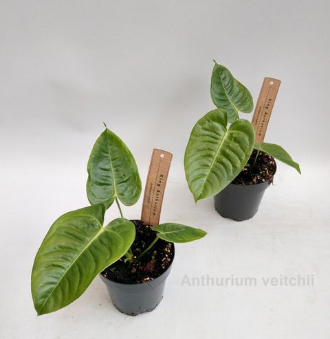 Anthurium veitchii