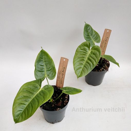 Anthurium veitchii