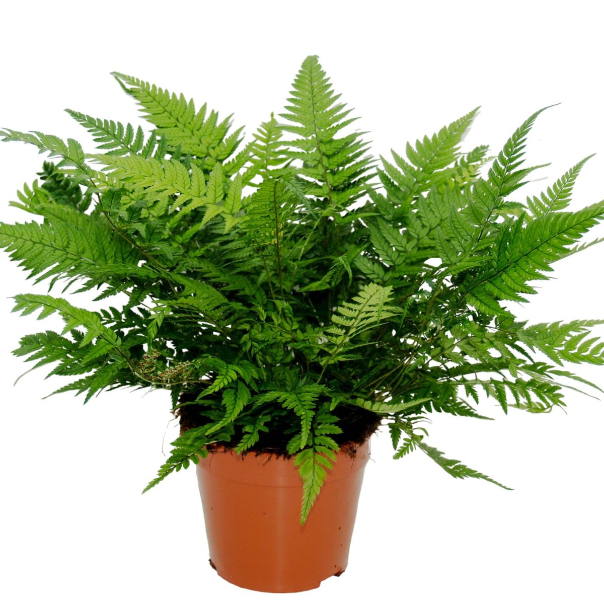 Athyrium spicatum  Pflanzengrohandel FlorAccess