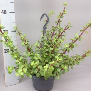 Portulacaria afra