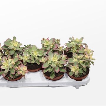 Aeonium 'Kiwi'