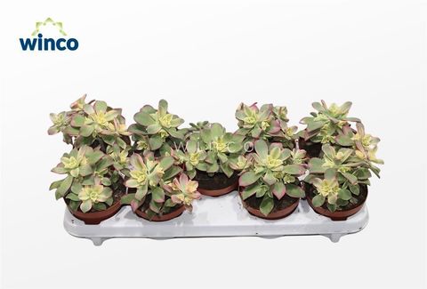 Aeonium 'Kiwi'
