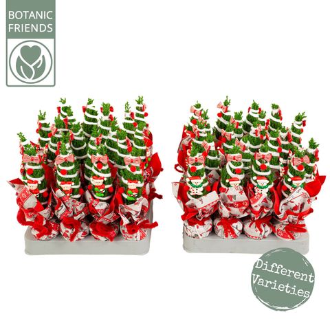 Chamaecyparis лавсониана 'Элвуди'