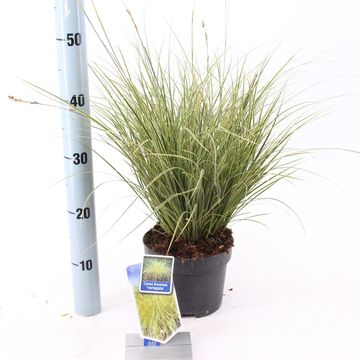 Carex brunnea 'Variegata'